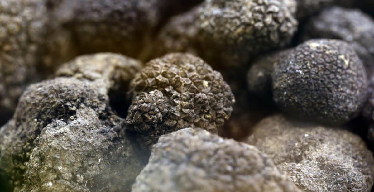 Black and White Truffle Mushroom