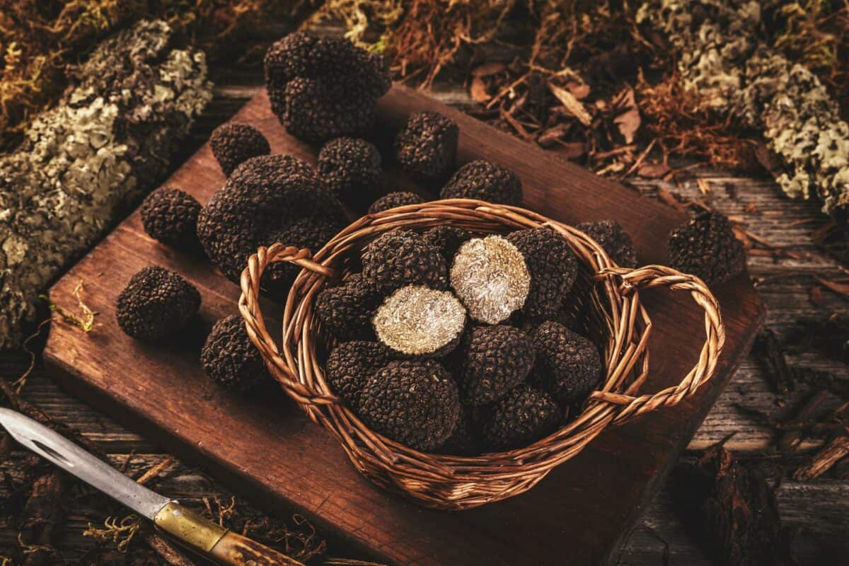 Black truffle mushrooms