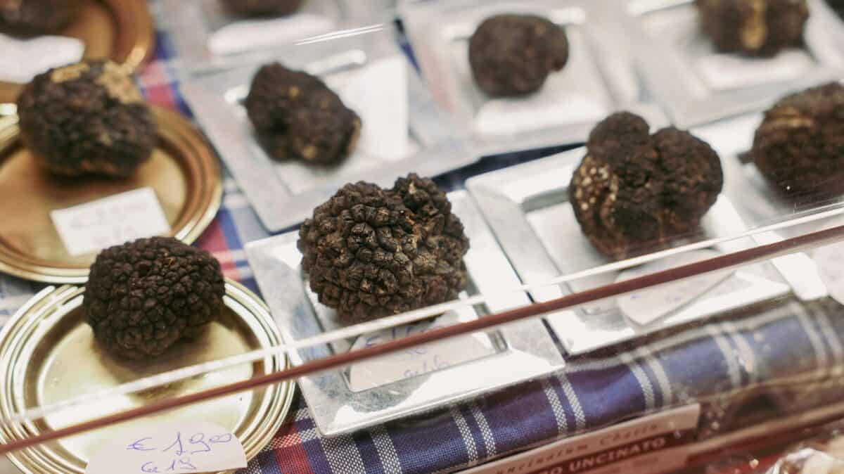 Black truffles showcased at the Alba Truffle Festival in Italy during harvest