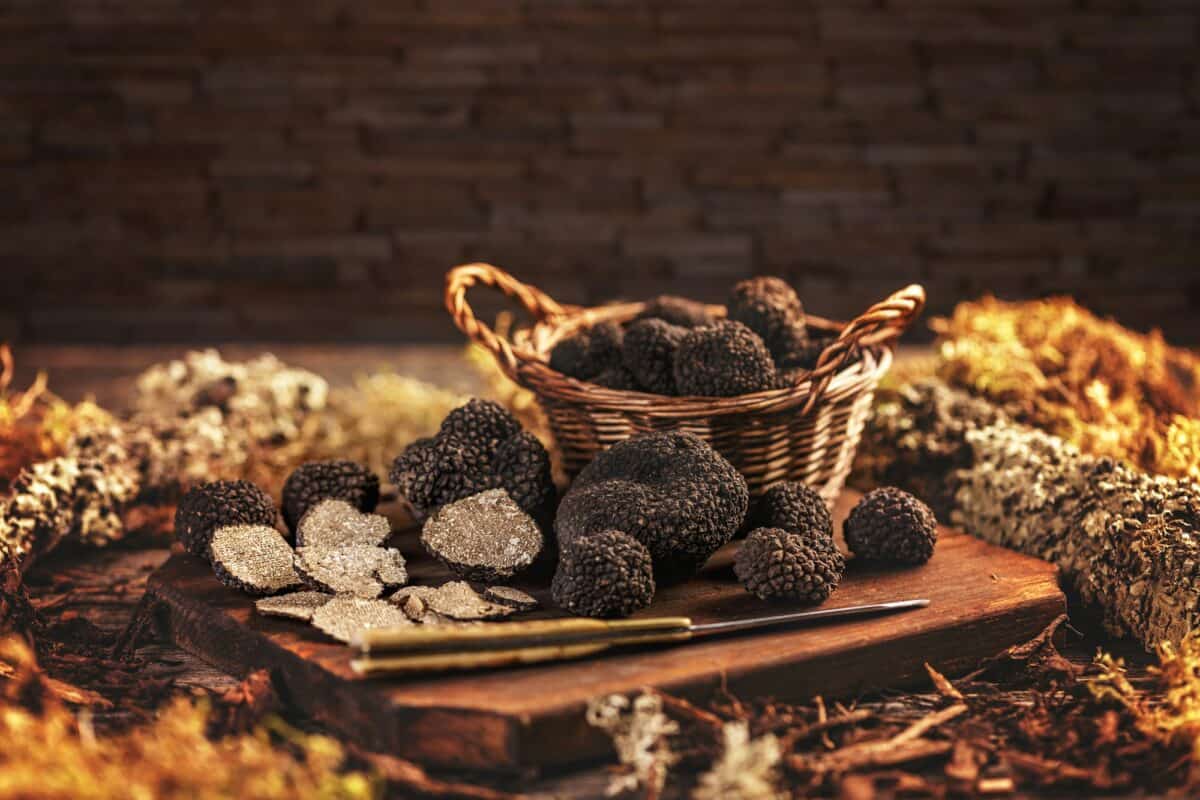 Champignons à la truffe noire coûteux