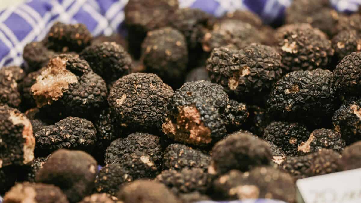 Découvrez le festival de la truffe d'Alba en Italie, qui propose des gourmandises et des saveurs locales.