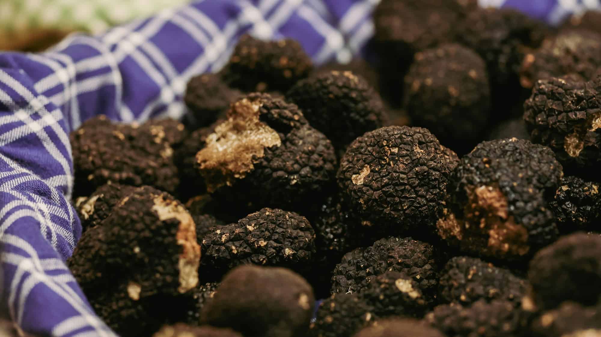 Le festival de la truffe d'Alba présente des truffes noires fraîches en Italie pendant l'automne